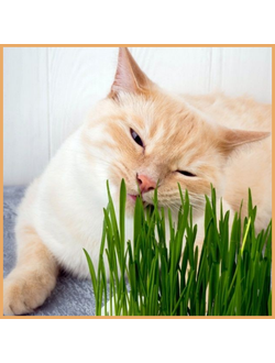 Травка для кошек