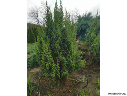 Можжевельник Лодери - Loderi