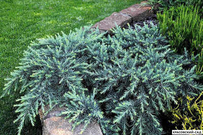 Можжевельник Блю Спайдер - Blue Spider