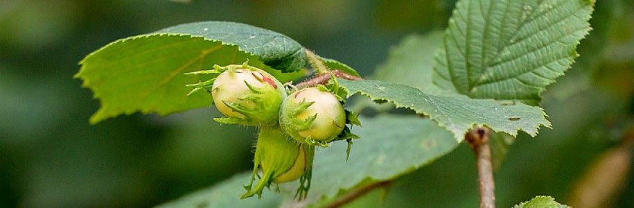 Орешник или Лещина обыкновенная (Corylus avellana). Источник фото: sad-centr.ru