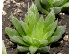 Haworthia bolusii v.blackbeardiana - розетка с корнями