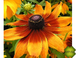 Рудбекия "Янтарь"