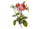 Роза французская (Rosa centifolia) лепестки - 100% натуральное эфирное масло