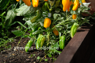 Перец сладкий Кенди Кейн оранжевый вариегатный (Candy Cane Orange Variegat), 10 шт.