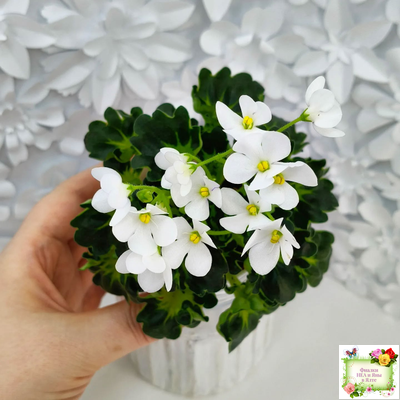 Lullaby (Arndt) (гёрл-лист)