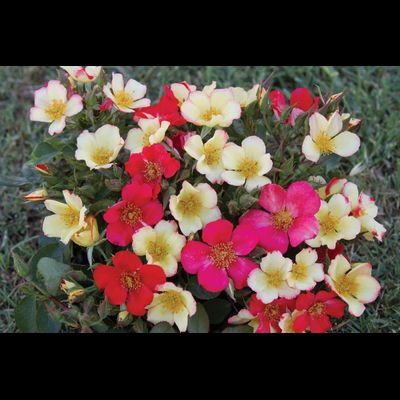 Соле Луна(Sole-e-luna)