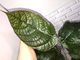 Ficus aspera cannonii / Фикус Аспера Канони