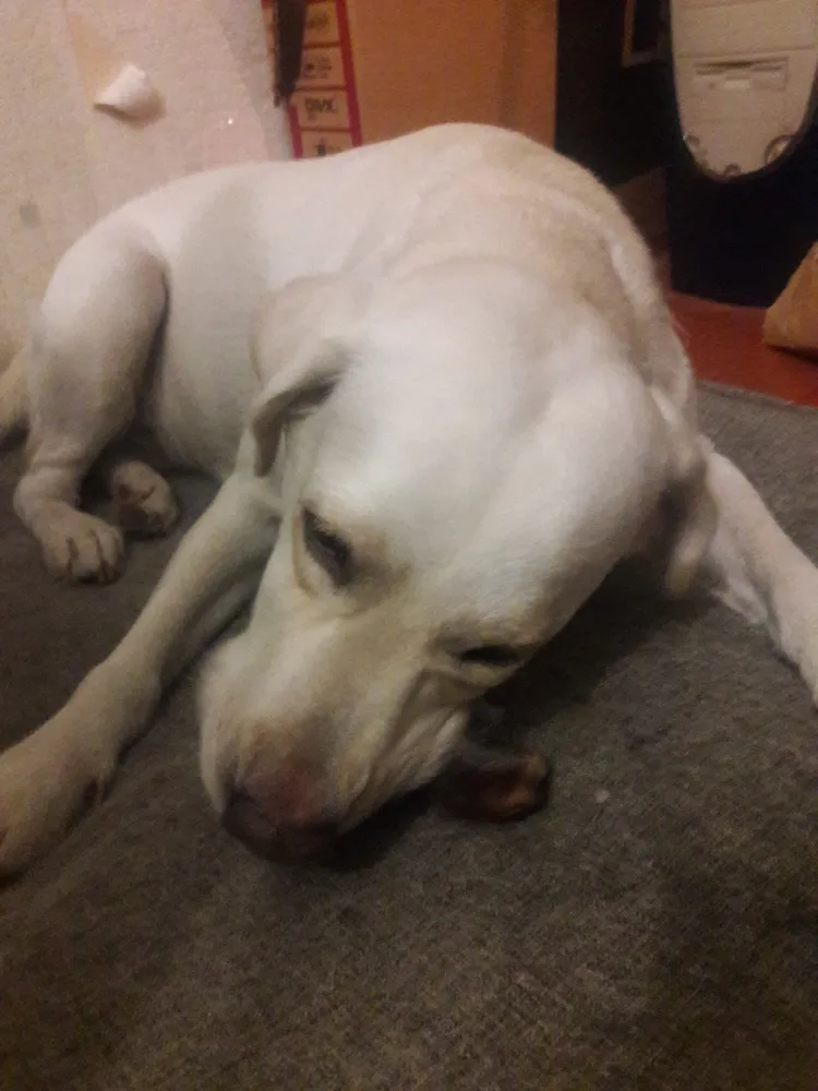 Хозяйка Мария: "Спасибо большое в очередной раз за Ваш заказ))! Как всегда,остались очень довольны!!)) Вашей постоянной покупательнице ооочеень понравилась новинка в виде сухих ушек))"