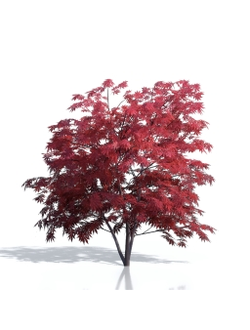 Billboards Дерево осеннее_12