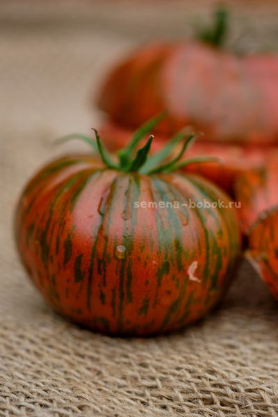 Томат Shake the Disease (Исцелись), 10 шт