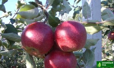 Яблоня "Красная Горка"