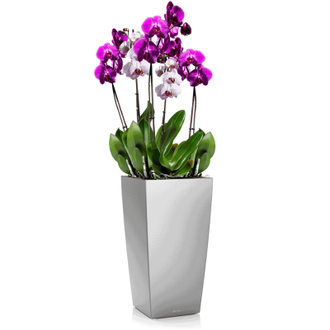 Орхидея Фаленопсис + CUBICO 22 Серебристый металлик
