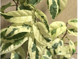 Ficus sagittata 'Variegata' / фикус сагиттата вариегатный