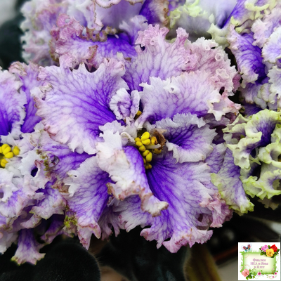 БР-Зимняя Метель (С. и Н. Буркацкие) 2021 г.