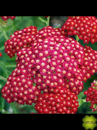 ТЫСЯЧЕЛИСТНИК КАРЛИКОВЫЙ (красный)