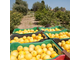 Лимон (Citrus limon) Испания, органик, 5 мл - 100% натуральное эфирное масло