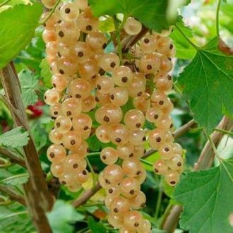 Смородина белая "Примус"