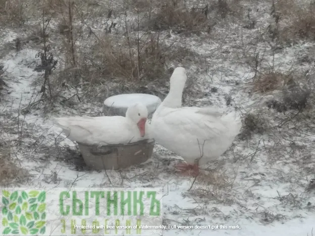 деревенские гуси зимой