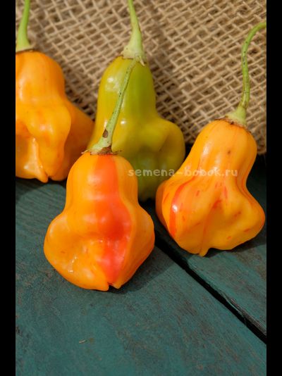 Перец острый Zebrange (Зебранж), 10 шт