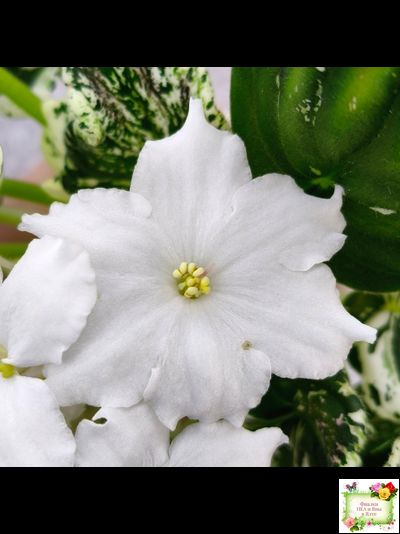 LV-Зюзя (Л. Шевелева) 2025 г. (лист укоренённый) трейлер