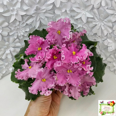 НД-Ливадия (Н. Данилова-Суворова) 2020 г.