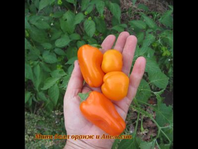 перец сладкий Апельсин