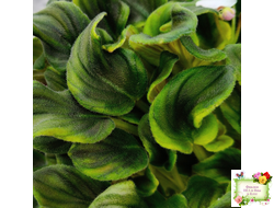 LV-Яночка (Л. Шевелева) 2023 г. трейлер (пасынок-стартер сорт посажен 10.07.25)