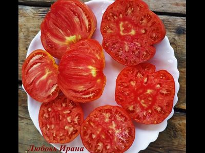 Томат Любовь Ирана