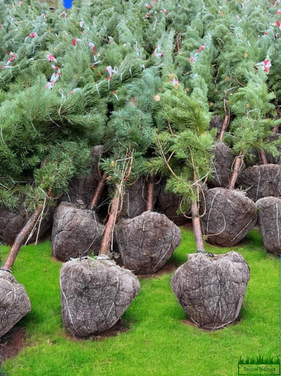 setka-dlya-koma-550-kupit-v-groznom-kachestvo-nizkiye-tseny-opt