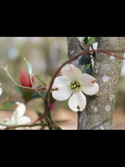 Купить греющую картину с фото белый цветочек