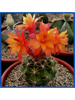 Matucana tarapotensis KK 1602