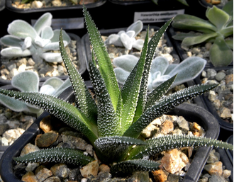 Haworthia attenuata v.radula - розетка с корнями (Голландия)