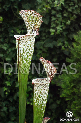 Sarracenia leucophylla clone 1