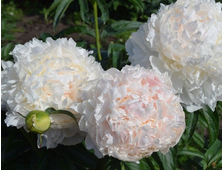 Пион Brother Chuck, ОКС, 3-5 почек