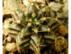 Gymnocalycium mihanovichii VoS-26 (D=25-30мм)