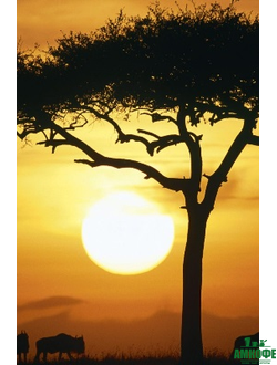 Кофе из Африки