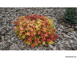 Спирея Голдмаунд - Goldmound