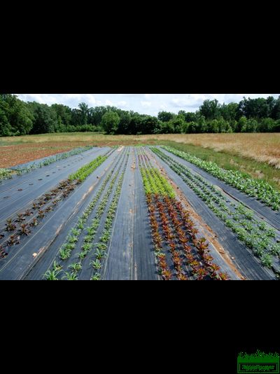 Агроткань ширина 3,2  ПППР 1600/100 УФ (100 м.пог) рулон 32 кг, 320 м2 пр-во &quot;Террапродукт&quot; (Россия)