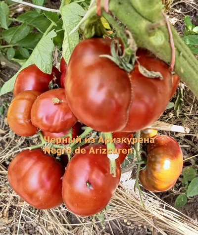 Томат Черный из Аризкурена (Negro de Aritzkuren)