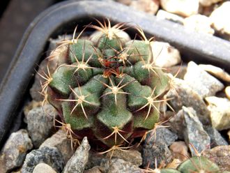 Gymnocalycium bruchii v. niveum VG 536