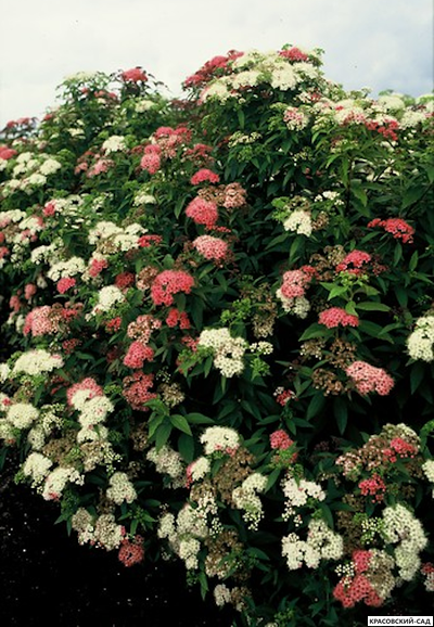 Спирея японская Генпей  Купить в красовский-сад.рф