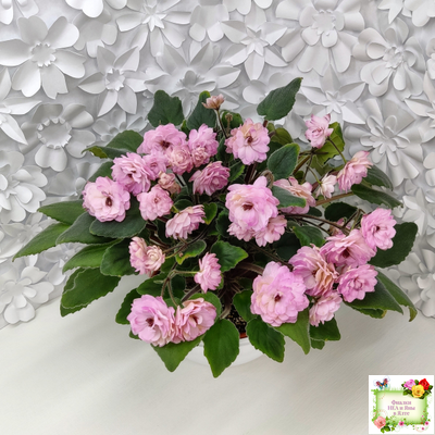 Lituanika (Būtienė) трейлер