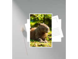 Открытка Капибара, Kapibara-san №4