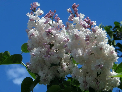Сирень обыкновенная Красавица Москвы