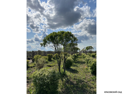 Топиар Ива ломкая в форме зонта