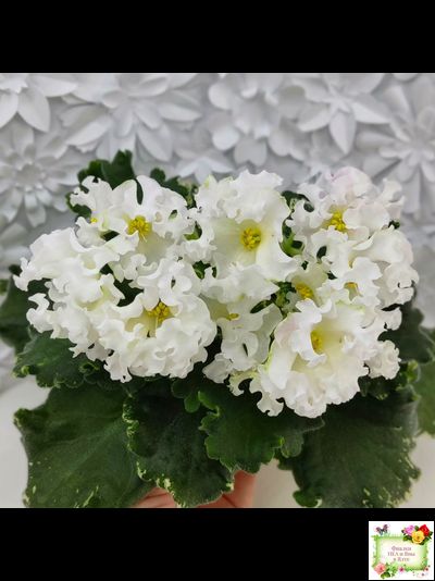 Dn-Macabeo (Д. Денисенко) 2019 г. (укоренённый лист)