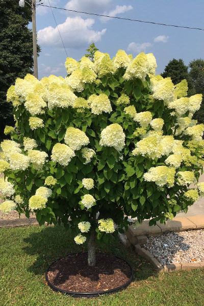 Гортензия метельчатая Limelight