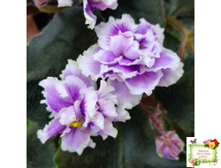 Mac's Jubilant Jamboree (G.McDonald) (лист укоренённый)