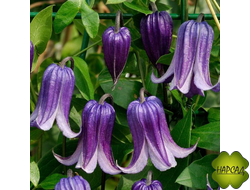 КЛЕМАТИС "Rooguchi" (РООГУЧИ) 3 группа обрезки