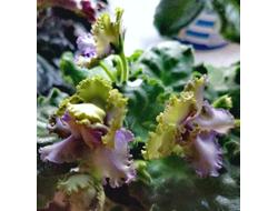 13) АВ-Лягушонок